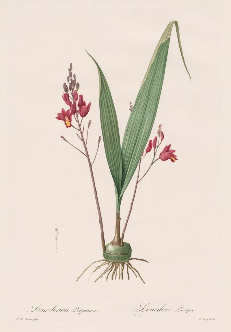 Limodorum purpureum - Cleveland Museum of Art